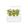 SG3 Yellow Tomato White