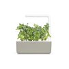 SG3 Dwarf Pea Beige