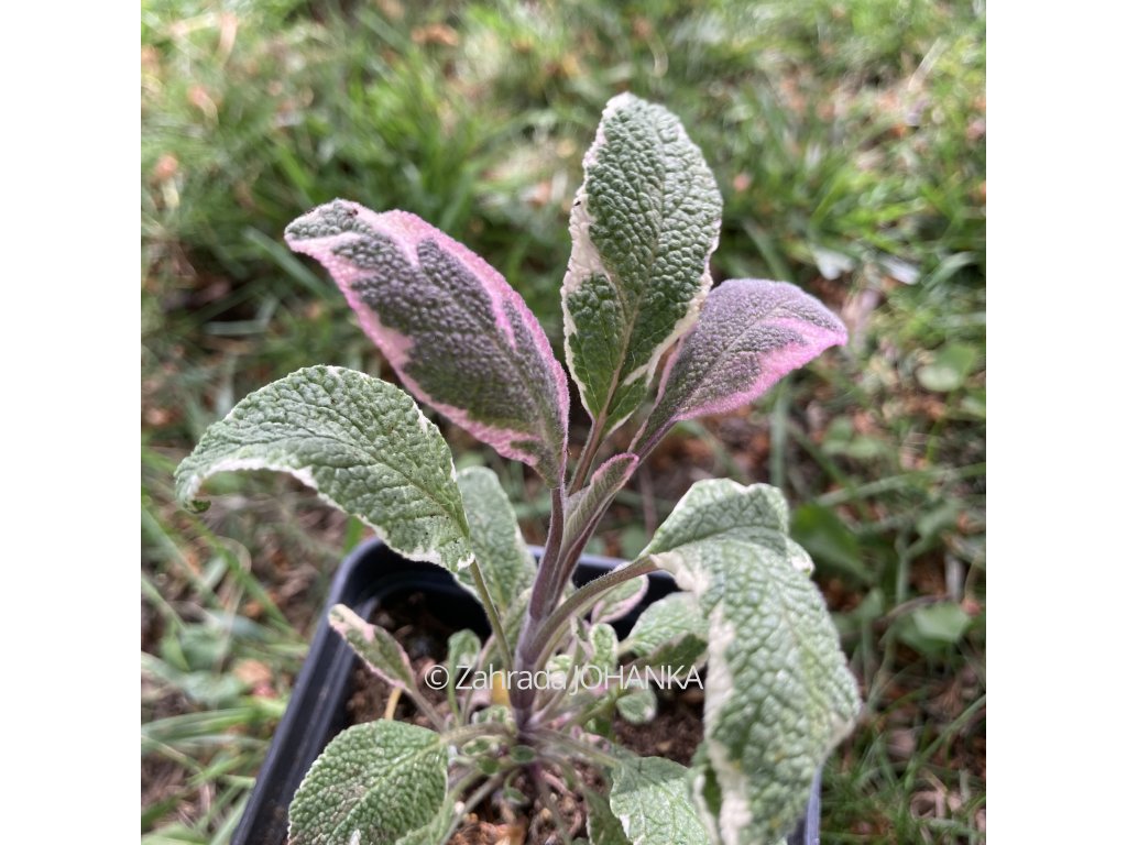 Salvia officinalis 'Tricolor'_1