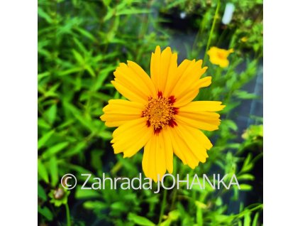 Coreopsis grandiflora_1