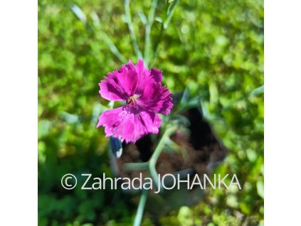 Dianthus gratianopolitanus