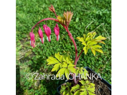 Dicentra spectabilis 'Gold Heart'