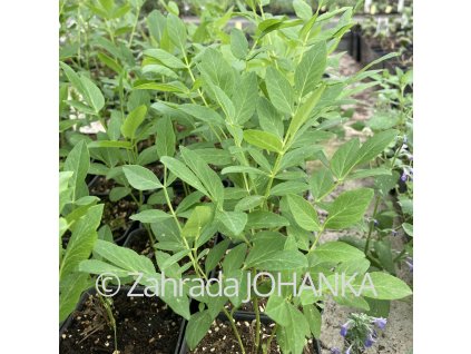 Dictamnus albus 'Albiflorus'