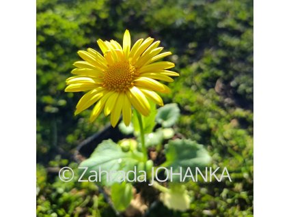 Doronicum orientale 'Leonardo Compact'_1