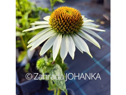 Echinacea purpurea 'Baby Swan White'_2