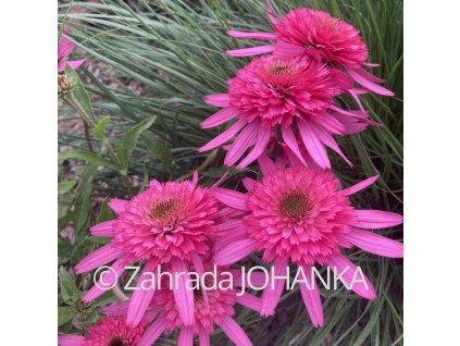 Echinacea purpurea 'Southern Belle'_2