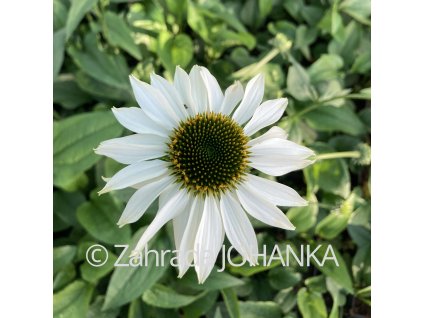 Echinacea purpurea 'Alba' syn. 'White Swan'_2