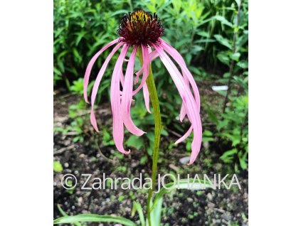 Echinacea simulata