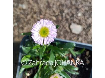 Erigeron nanus