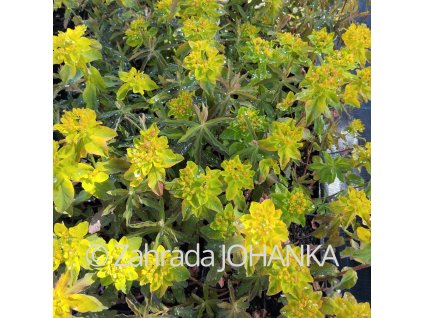 Euphorbia polychroma 'Purpurea'