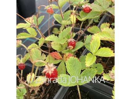 Fragaria vesca_2