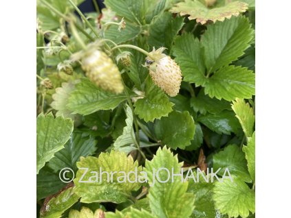 Fragaria vesca 'Yellow Wonder'_4