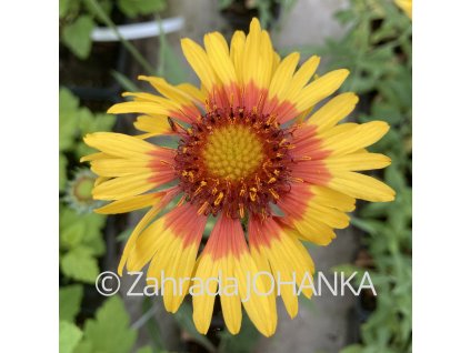 Gaillardia aristata 'Amber Wheels'