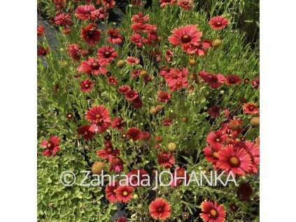 Gaillardia aristata 'Burgunder'