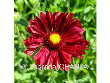 Gaillardia aristata 'Burgunder'_3