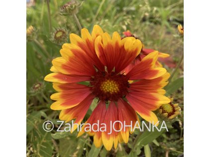 Gaillardia aristata 'Kobold'_4