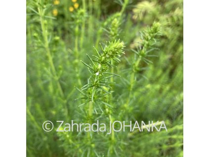 Galium verum_1