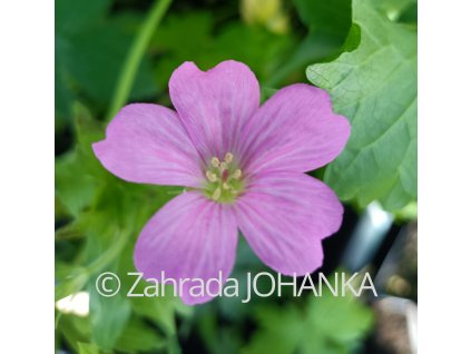 Geranium endressii_2