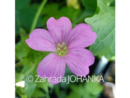Geranium endressii_2