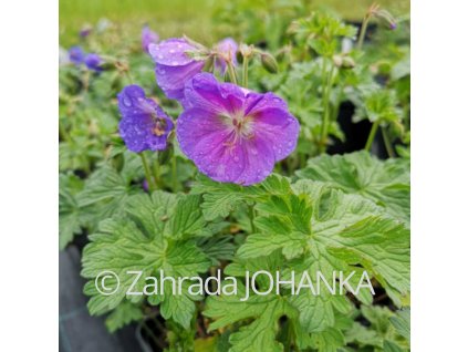 Geranium himalayense 'Baby Blue'