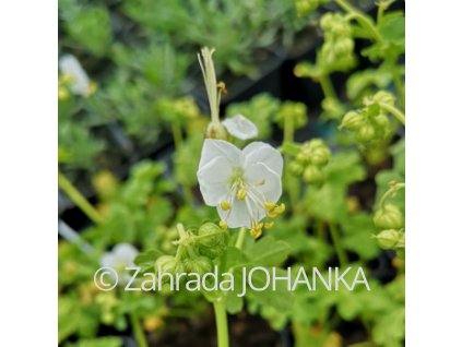 Geranium macrorrhizum 'White Ness'