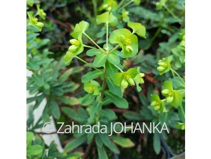 Euphorbia helioscopia_1