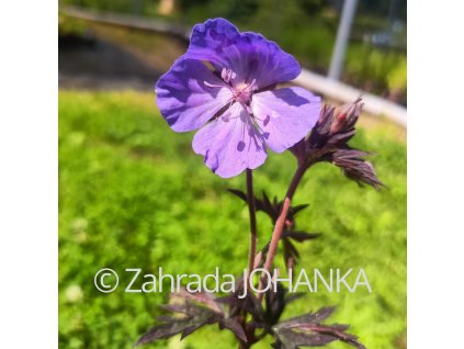 Geranium pratense 'Dark Reiter'_6