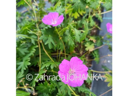 Geranium sanguineum 'Vision Violet'