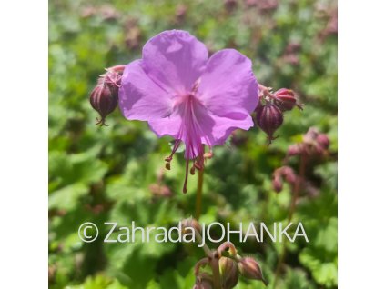 Geranium x cantabrigiense