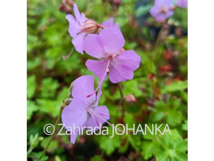 Geranium x cantabrigiense 'Andrew Clarke'_1