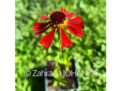 Helenium 'Moerheim Beauty' _1