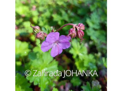 Geranium x cantabrigiense 'Cambridge'