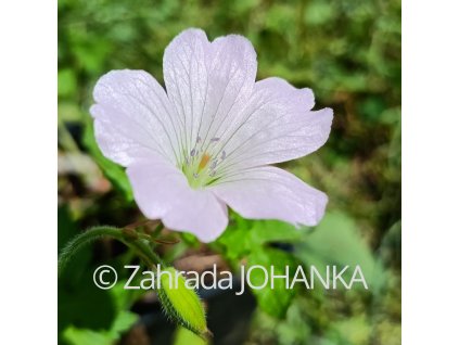 Geranium x oxonianum 'Rebecca Moss'