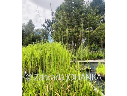 Molinia arundinacea 'Skyracer' _1
