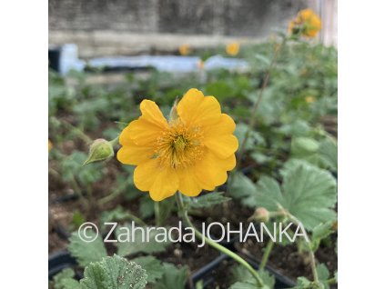 Geum x heldreichii 'Georgenberg'_2