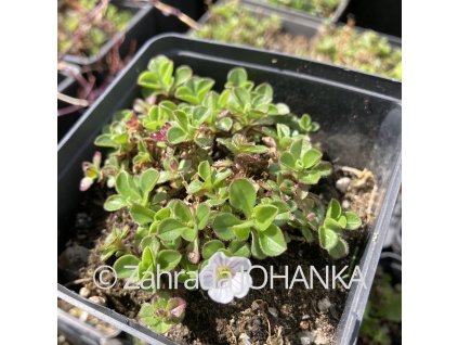 Gypsophila cerastioides_1