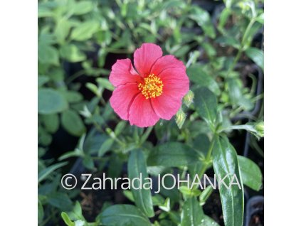 Helianthemum 'Ben Ledi_3