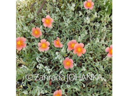 Helianthemum 'Mandarin'