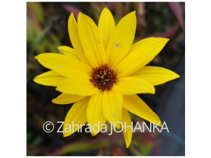 Helianthus atrorubens
