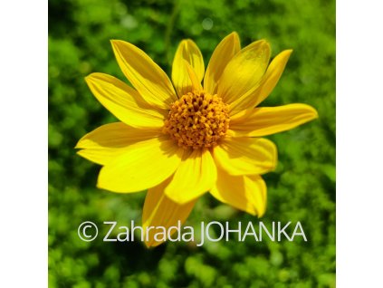 Helianthus occidentalis _1