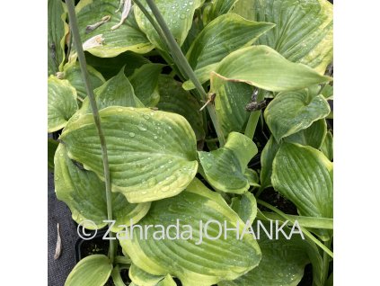 Hosta 'Frances Williams'_2