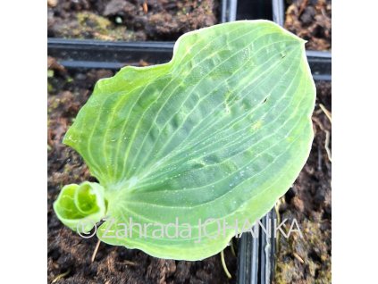 Hosta 'Frances Williams'