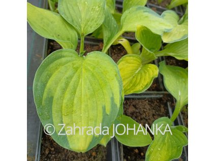 Hosta 'Gold Standard' _1