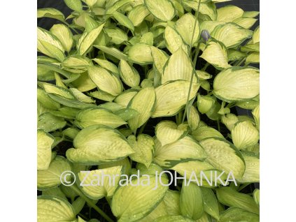 Hosta 'Gold Standard' _3
