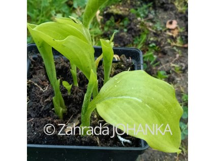 Hosta 'Honeybells'