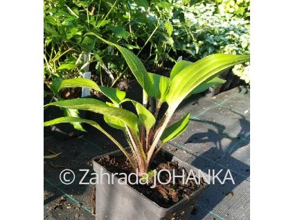 Hosta 'Purple Heart'