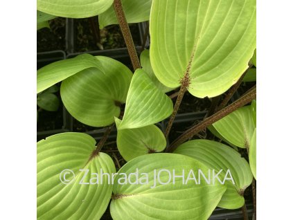 Hosta 'Purple Heart_1