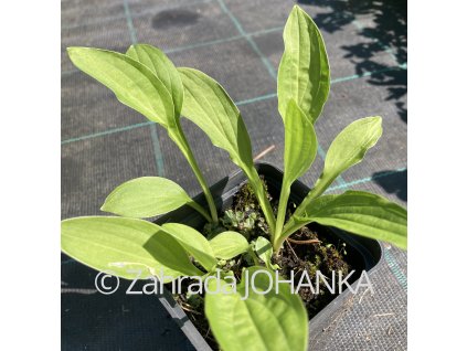 Hosta 'Snow Flakes' (sieboldii)