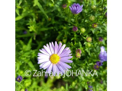 Aster novi-belgii 'Dauerblau' _1