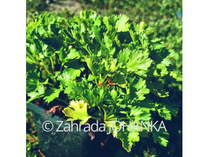 Chrysanthemum arcticum_1